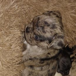 Pug Puppies from Brenda's Pugs