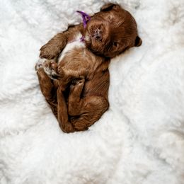 Australian Labradoodle, Bernedoodle, and Cavapoo Puppies from Doodles of Oz