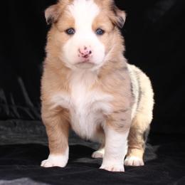 Border Collie Puppies from C Bar C Ranch Border Collies