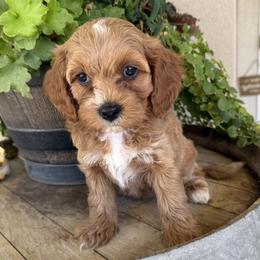 Yoda - Blue - Red male Cavapoo puppy in South Jordan, Utah from Simply Sweet Paws. LLC