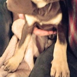 Girl 4 - Catahoula Leopard Dog puppy in Pavillion, Wyoming from TNT Catahoulas
