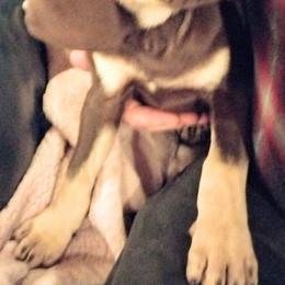 Girl 4 - Catahoula Leopard Dog puppy in Pavillion, Wyoming from TNT Catahoulas