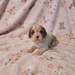 Dixie - Blenheim female Cavalier King Charles Spaniel puppy in Pennsylvania from Julie's Cavalier King Charles Spaniels