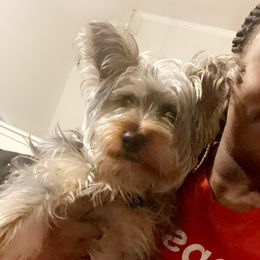 Blake - Yorkshire Terrier