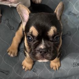 Stella - Tricolors female French Bulldog puppy in Franklin, Pennsylvania from Falco’s Frenchies