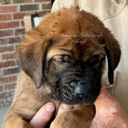Sloane - Apricot female Mastiff puppy in Wewoka, Oklahoma from P Diamond Mastiffs