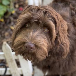 Emmie - Australian Labradoodle