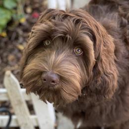 Emmie - Australian Labradoodle