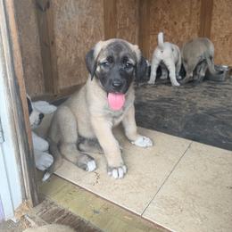 Buela B - Fawn female Anatolian Shepherd Dog puppy in Avon Park, Florida from Sandy Pines Homestead