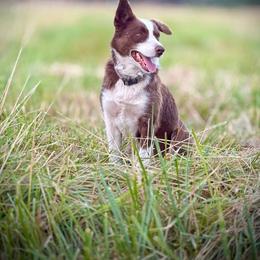 Booger - Border Collie