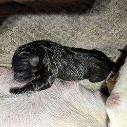 Labrador Retriever Puppies from Aloha Lab Pups of SW Colorado