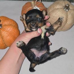 Venus - Black and gold female Yorkshire Terrier puppy in Lakeland, Florida from You Me & The Yorkies