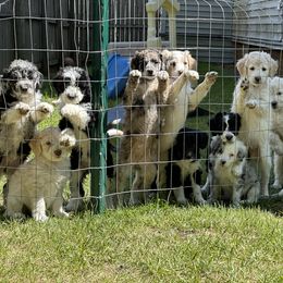 Bordoodle Puppies from Bordoodles of Maine
