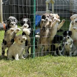 Bordoodle Puppies from Bordoodles of Maine