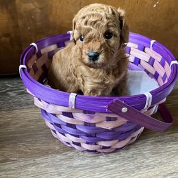 Cavapoo Puppies from Jorden’s Cavapoo’s