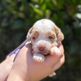 Purple collar - Tri-color female Australian Labradoodle puppy in Fontana, California from Grammy's Puppy Love doodles and poodles