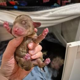 Noel - Chocolate and cream female Dachshund puppy in Mountain Home, Idaho from Desert Wind Dachshunds