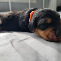 Bartholomeu - Black and tan male Assorted Doodle Crosses puppy in Blackfoot, Idaho from Lucky Pup Meadows