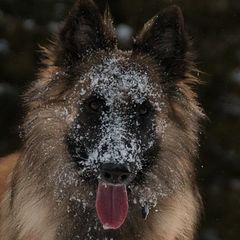 Belgian Tervuren from Big Mtn Belgians