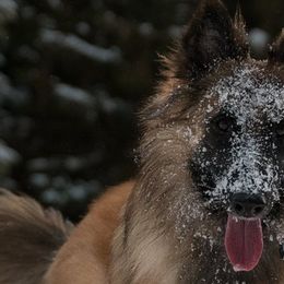 Belgian Tervuren from Big Mtn Belgians