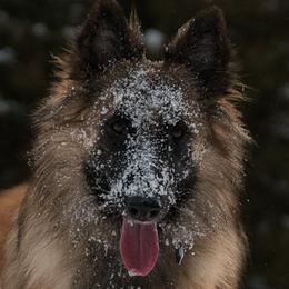 Belgian Tervuren from Big Mtn Belgians
