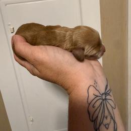 Milo - Red  male Goldendoodle puppy in Wiggins, Mississippi from Hall Family Doodle Ranch