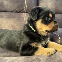 Thor - Black and tan male Rottweiler puppy in Newfoundland, Pennsylvania from Poconopaws