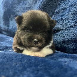 Connie - Black parti female Pomeranian puppy in Jefferson City, Missouri from MJ’s Pomeranians
