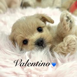 Valentino - Apricot male Maltipoo puppy in Spring, Texas from GlamPaw Maltipoos