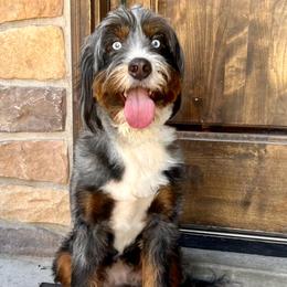 Crystal - Bernedoodle