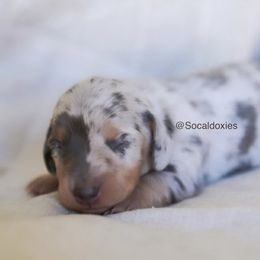 Bluey - Dapple female Dachshund puppy in Apple Valley, California from Socaldoxies