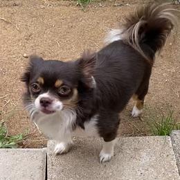 Archie Little - Chocolate and white male Chihuahua puppy in Hillsboro, Texas from Pikanoo Pups