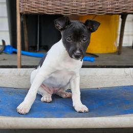 Freyja - Rat Terrier