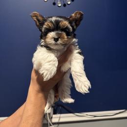Parti male , black face - Parti male Yorkshire Terrier puppy in Pikeville, North Carolina from A Yorkie’s World