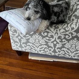 Aussiedoodle All Grown Up from Nottingham Aussiedoodles