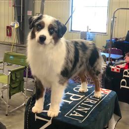Miniature American Shepherds from Crown Kennel