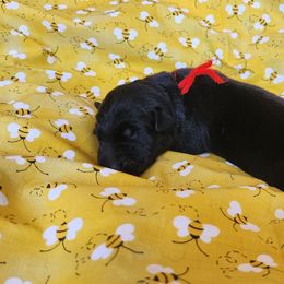 Red Boy - Black male German Shepherd puppy in Genoa, Illinois from vom ehrenSchutz German Shepherds