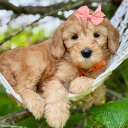 Orange - Red  female Goldendoodle puppy in Hesperia, Michigan from Red Acres Poodles & Doodles