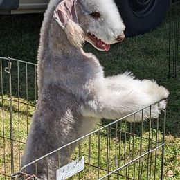 Basset Hound and Bedlington Terrier Puppies from First Class Bassets and Bedlingtons