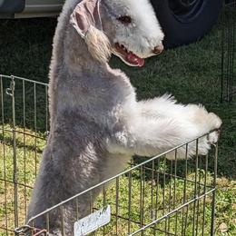 Basset Hound and Bedlington Terrier Puppies from First Class Bassets and Bedlingtons