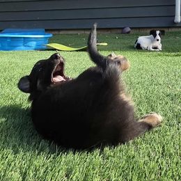 8M - Black and brindle male Silken Windhound puppy in Hanna, Oklahoma from Daybreak Silken Windhounds