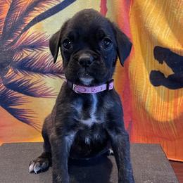 Girl - Charlie - Brindle Boxer puppy in Taft, Tennessee from Hillbillie Boxers