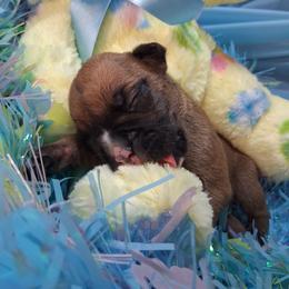 Girl 2 - Fawn female Boxer puppy in Pikeville, Kentucky from Boxers of Whispered Wishes
