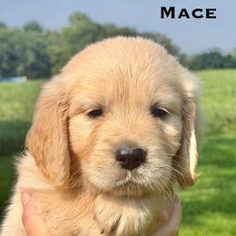 Mace - Light golden male Golden Retriever puppy in Greensburg, Pennsylvania from Fields of Gold Retrievers