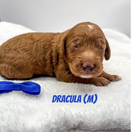 Dracula red abstract - Red  male Goldendoodle puppy in Lewisville, Texas from Zink Doodles