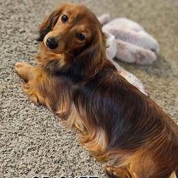 Cricket - Dachshund