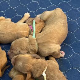 Bashful-Teal - Apricot male Goldendoodle puppy in Bay City, Texas from Charming Doods Goldendoodles
