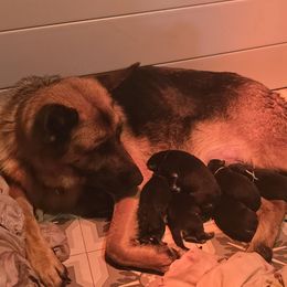 Navy - Black and red female German Shepherd puppy in Dansville, New York from Badenheath German Shepherds