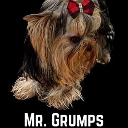 Mr. Grumps - Yorkshire Terrier