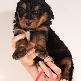 Bernedoodle Puppies from Bernedoodles & Doodles of the Ozarks